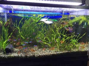 初心者 熱帯魚水槽の始め方(アクアリウムの始め方)