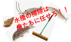 アクアリウム界のお掃除のプロ!?メンテナンス要員の生態