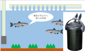 アクアリウム初心者講座 外部フィルターについて