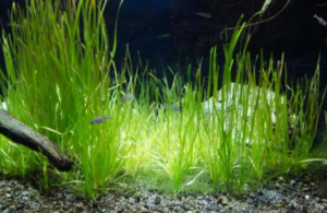 アクアリウム 水草を育てよう