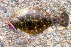 カレイ釣り‗はじまりの魚